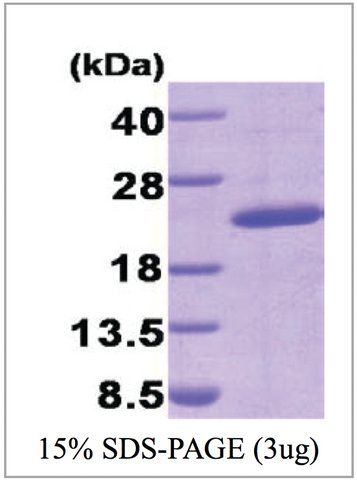 Cyclophilin G human