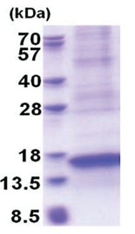 CXCL17 human