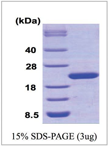 Cyclophilin F human