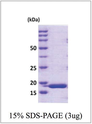 Cyclophilin H human