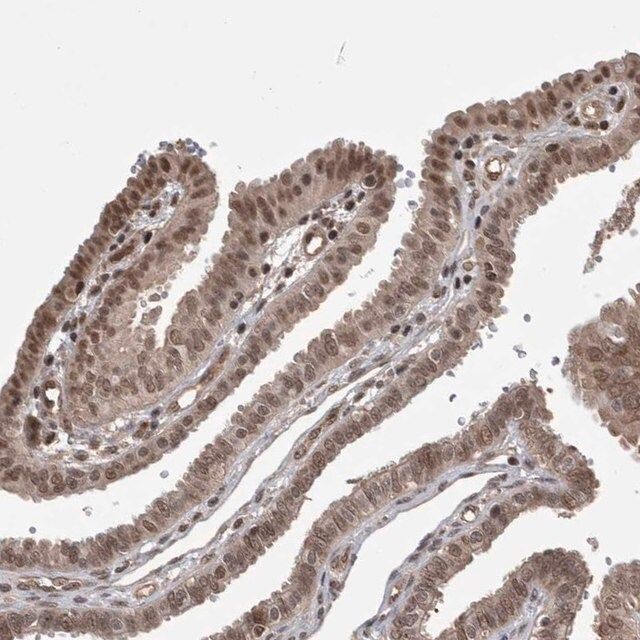 Anti-ZNF592 antibody produced in rabbit