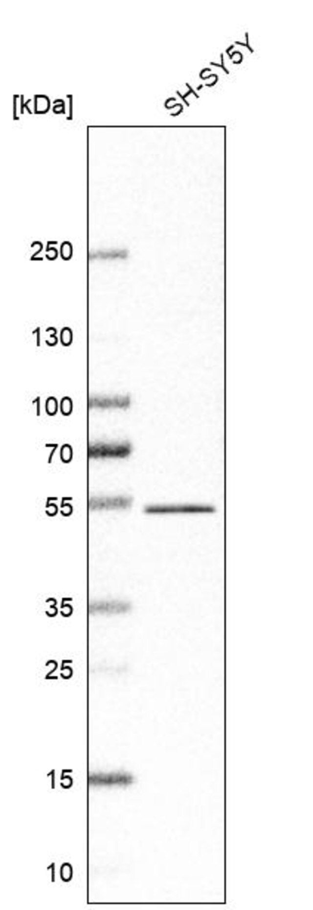 Anti-ZNF704 antibody produced in rabbit