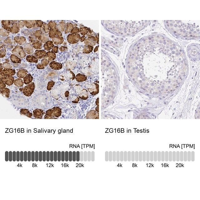 Anti-ZG16B antibody produced in rabbit