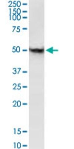 ANTI-ZIC1 antibody produced in mouse