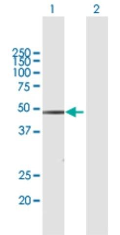 Anti-WWP2 antibody produced in mouse