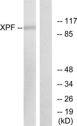 Anti-XPF antibody produced in rabbit