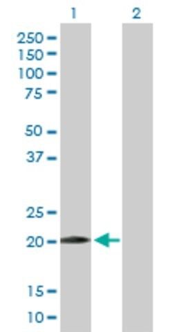 Anti-WWOX antibody produced in mouse