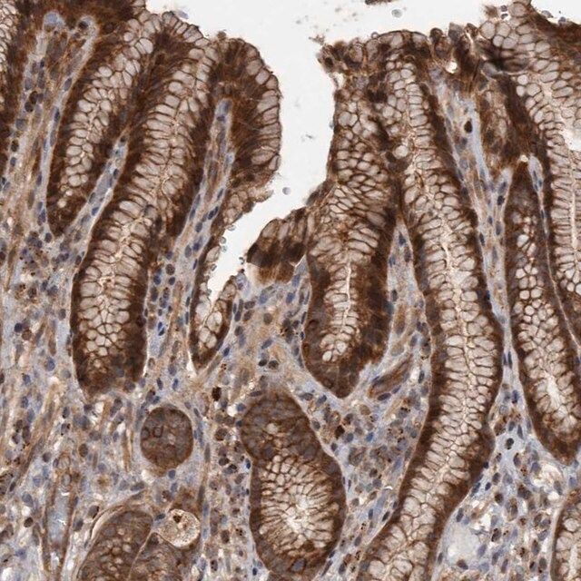 Anti-XKR6 antibody produced in rabbit