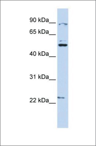 Anti-XK (ab2) antibody produced in rabbit