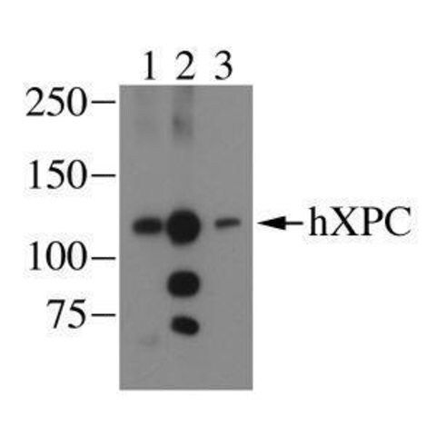 Anti-XPC antibody produced in rabbit