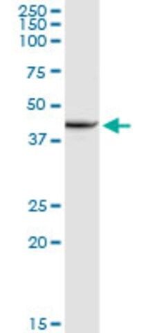 Anti-XRCC4 antibody produced in rabbit