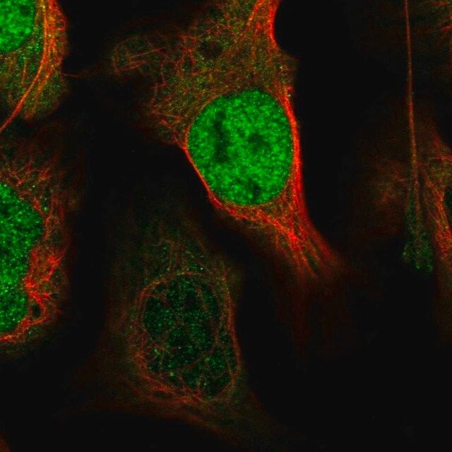 Anti-XPO4 antibody produced in rabbit