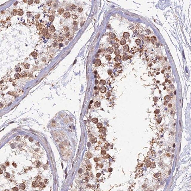 Anti-XKR9 antibody produced in rabbit