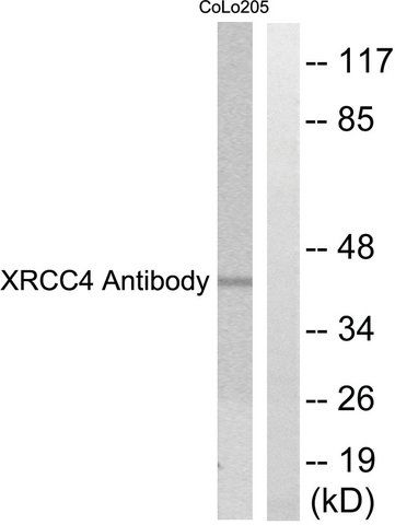 Anti-XRCC4 antibody produced in rabbit