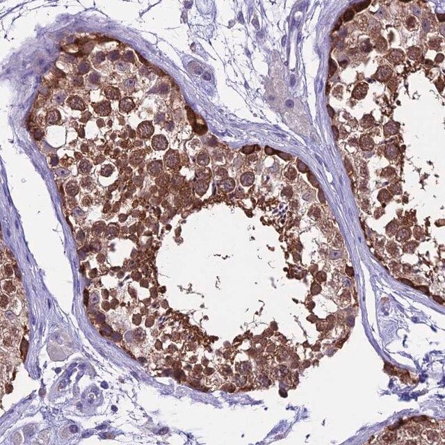 Anti-XKR7 antibody produced in rabbit