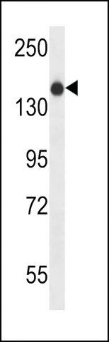 ANTI-XIRP1(C-TERMINAL) antibody produced in rabbit