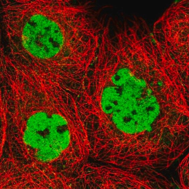 Anti-XRCC4 antibody produced in rabbit