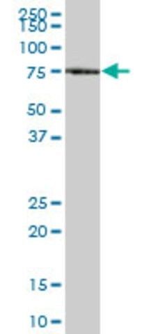 Anti-XPNPEP1 antibody produced in mouse