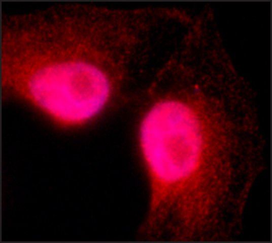 Anti-XPO4 antibody, Mouse monoclonal