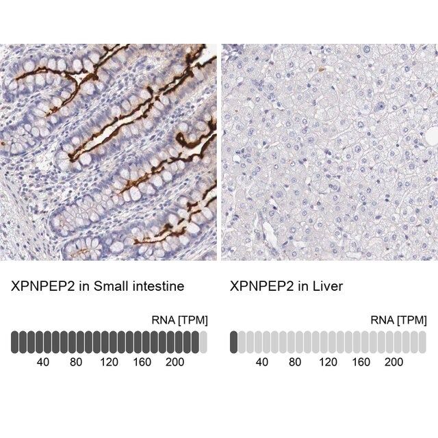 Anti-XPNPEP2 antibody produced in rabbit