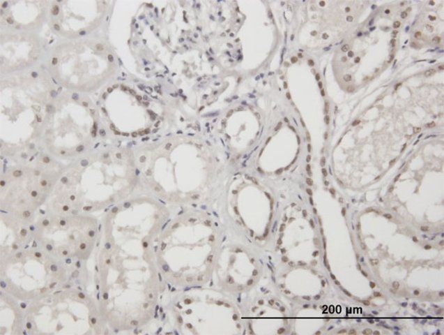 Anti-XRCC1 antibody produced in mouse