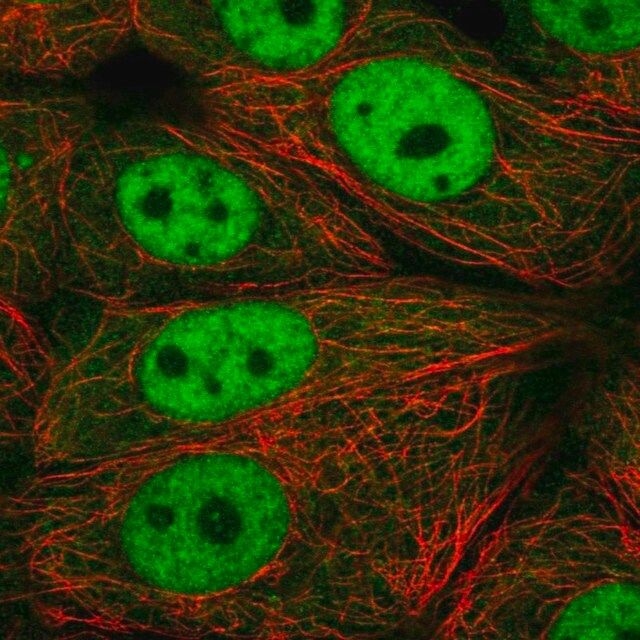 Anti-XPOT antibody produced in rabbit