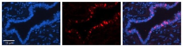 Anti-XPOT antibody produced in rabbit