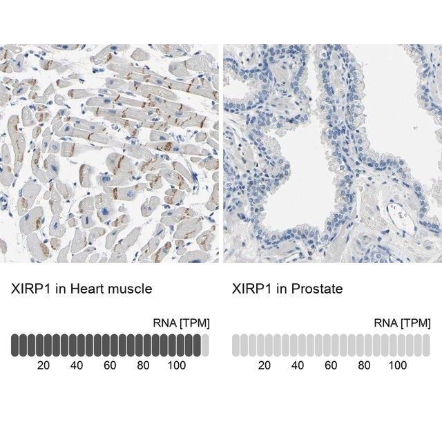 Anti-XIRP1 antibody produced in rabbit