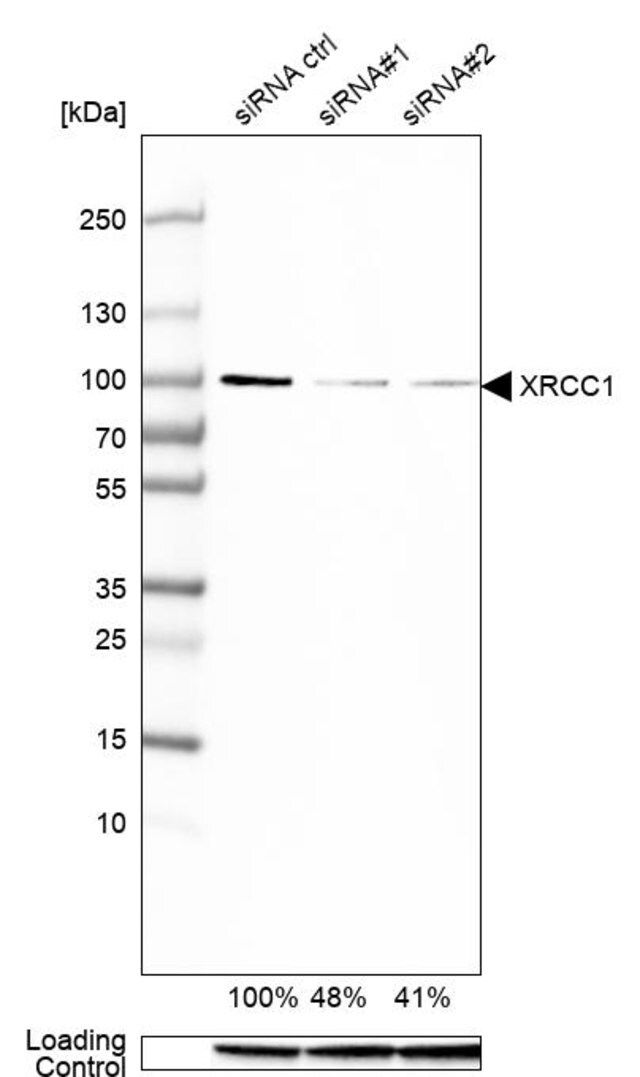 Anti-XRCC1 antibody produced in rabbit