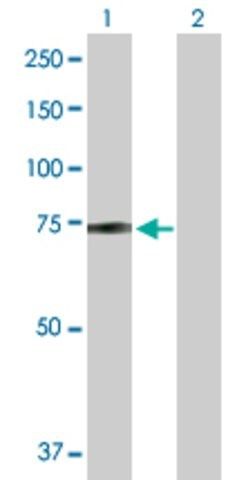 Anti-ZBED5 antibody produced in mouse