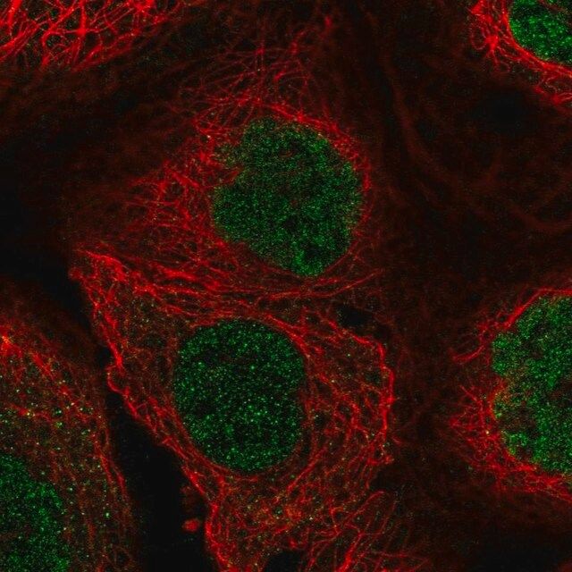 Anti-ZBED8 antibody produced in rabbit