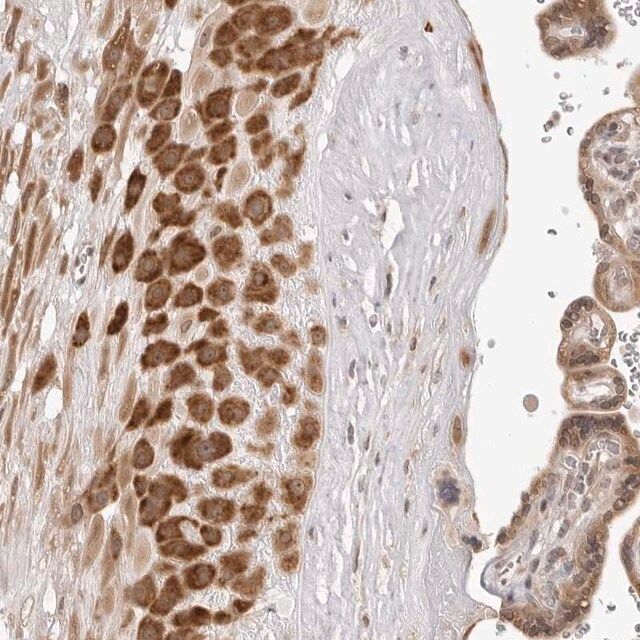 Anti-ZBED6 antibody produced in rabbit