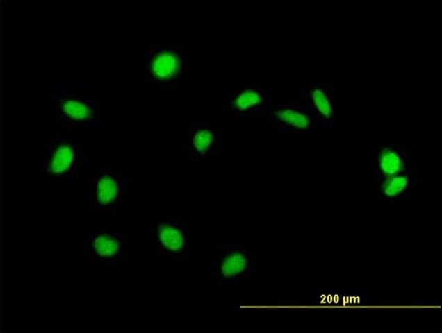 Anti-ZBED1 antibody produced in mouse