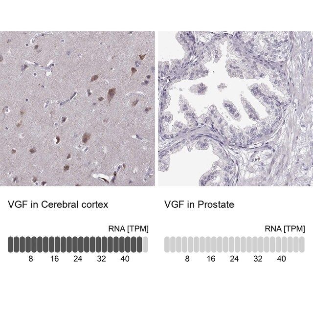 Anti-VGF antibody produced in rabbit