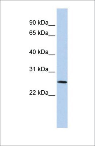 Anti-VGLL1 antibody produced in rabbit