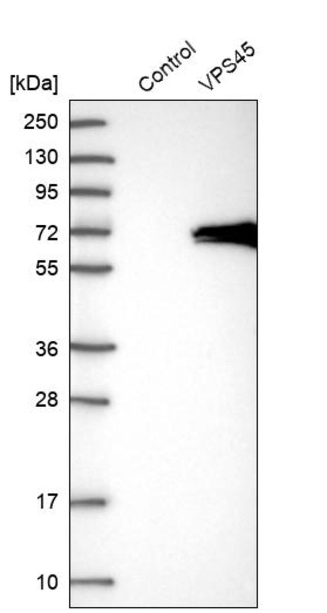 Anti-VPS45 antibody produced in rabbit