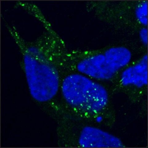 Anti-VPS35/MEM3 antibody produced in goat