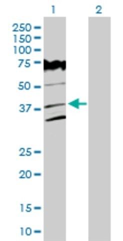 Anti-VPS26A antibody produced in rabbit