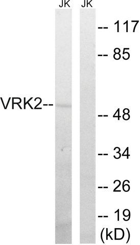 Anti-VRK2 antibody produced in rabbit