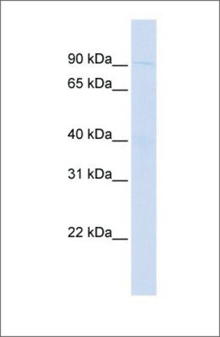 Anti-WDFY3 antibody produced in rabbit