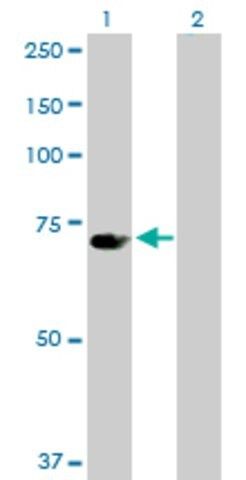 Anti-UBP1 antibody produced in rabbit