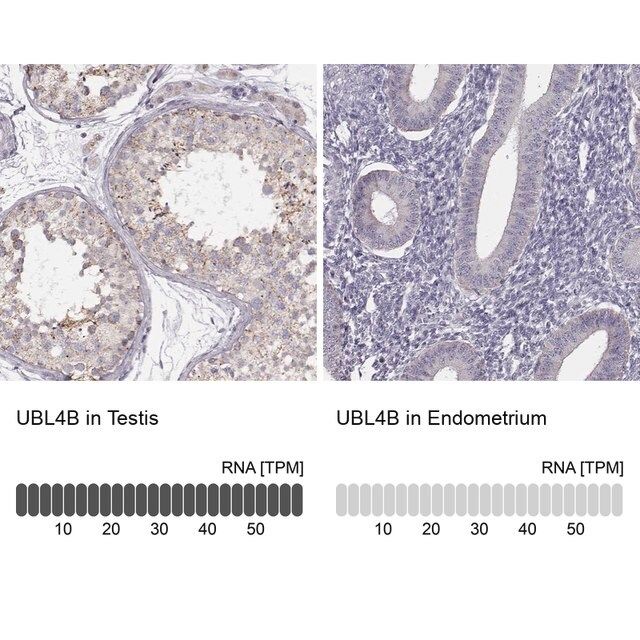 Anti-UBL4B antibody produced in rabbit