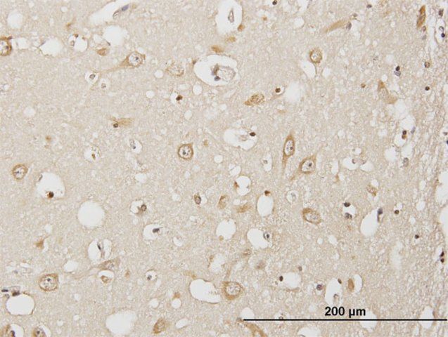 Anti-USP3 antibody produced in mouse