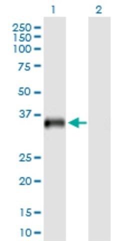 Anti-USP18 antibody produced in mouse