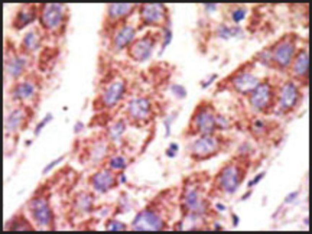 Anti-USP11 (C-term R565) antibody produced in rabbit