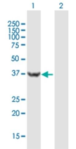 Anti-USP46 antibody produced in mouse