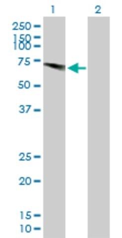 Anti-USP28 antibody produced in mouse