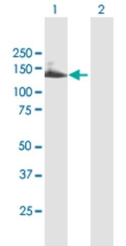 Anti-TTC18 antibody produced in mouse