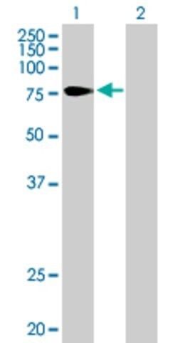 Anti-TULP4 antibody produced in mouse