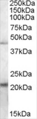 Anti-TXNDC4 antibody produced in goat